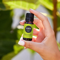 Edens Garden Cilantro oil diffuser usage enhances a fresh herbal ambiance.