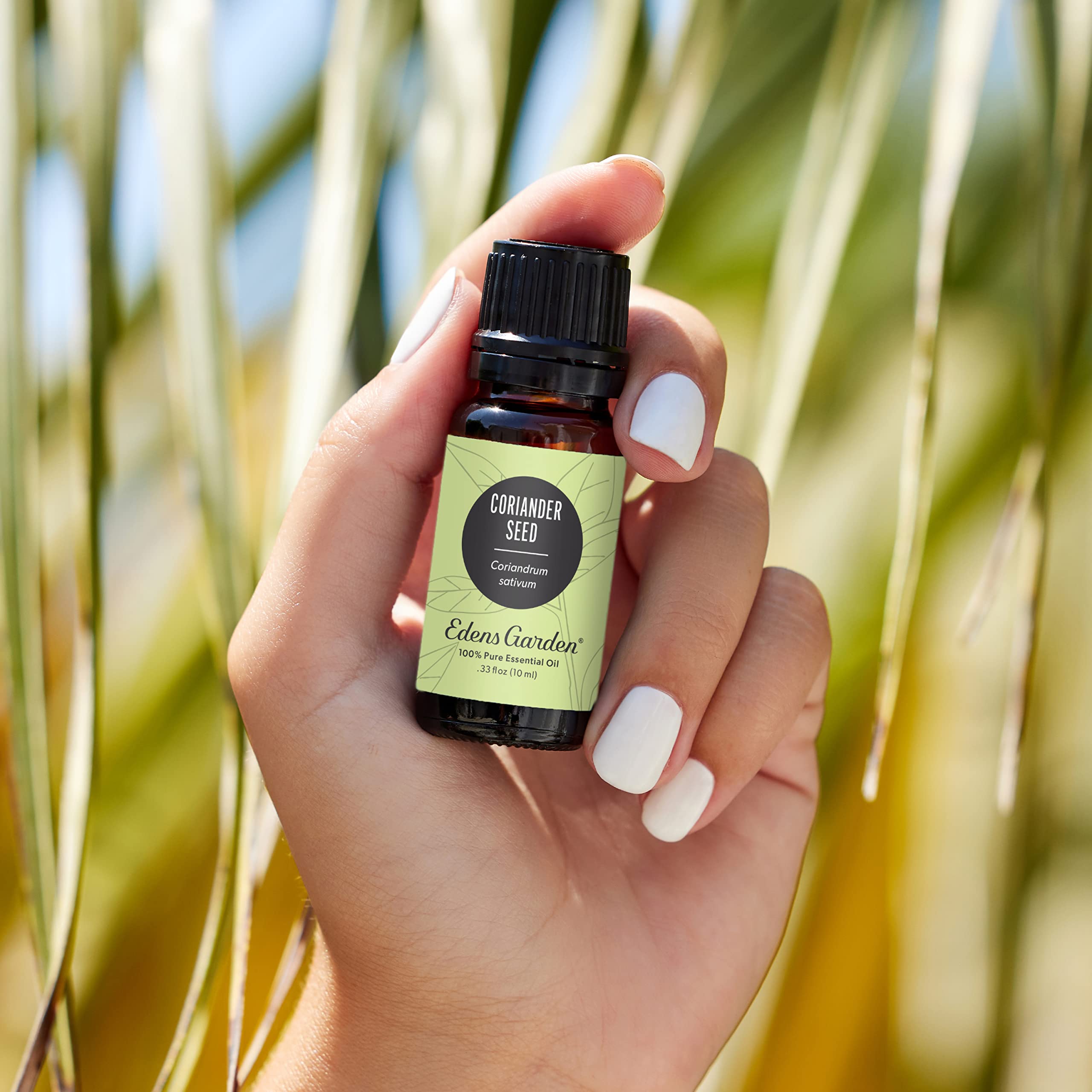 Edens Garden Coriander Seed Oil diffuser setup for a warm, uplifting scent.