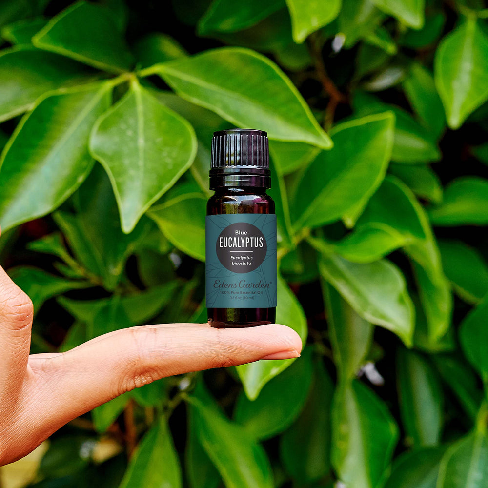 Edens Garden Eucalyptus Blue oil dropper in use