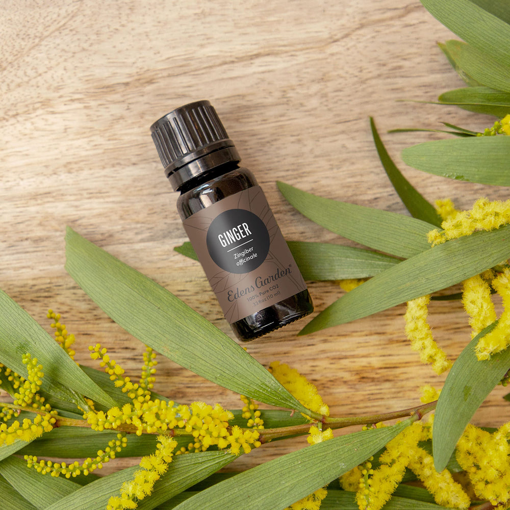 Edens Garden Ginger CO2 diffuser scene showcasing spicy aroma for energizing spaces