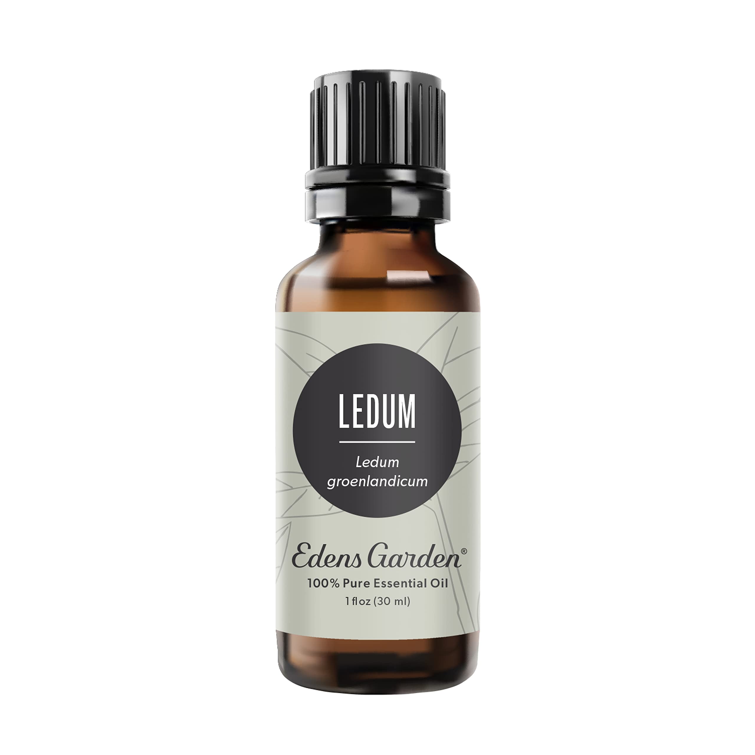 Edens Garden Ledum oil bottle ideal for diffuse aromatherapy and grounding spaces.
