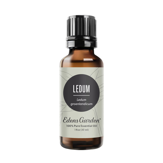 Edens Garden Ledum oil bottle ideal for diffuse aromatherapy and grounding spaces.