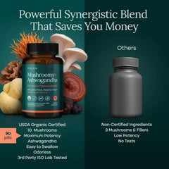 Etta Vita Turkey Tail Reishi Chaga capsules for daily immune support.