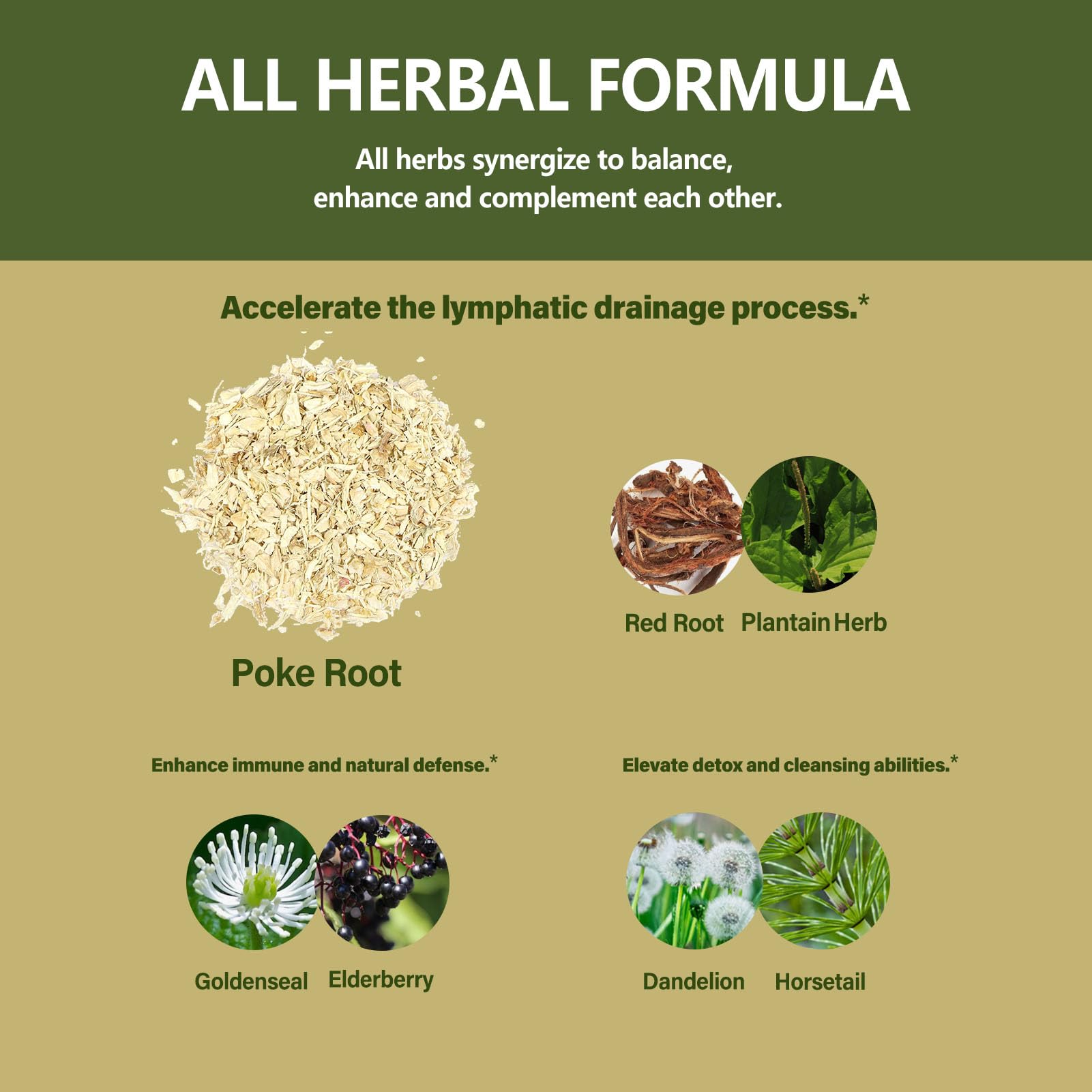 Eubrition Plantain herb tincture showcasing natural plant-based support.
