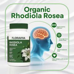 Floraviva Rhodiola capsules held in hand for daily use