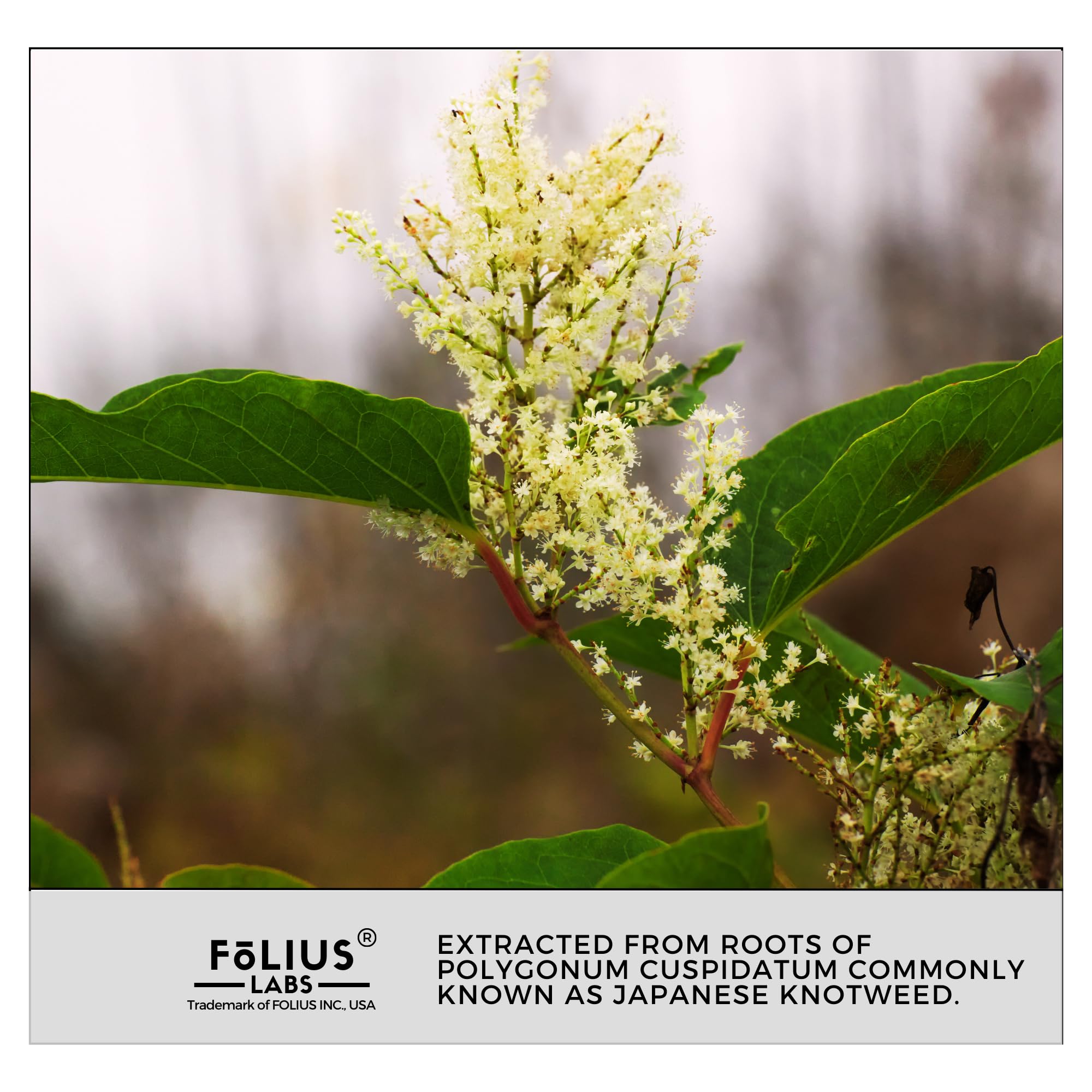 FOLIUS LABS daily-use capsule in hand suggests easy routine integration