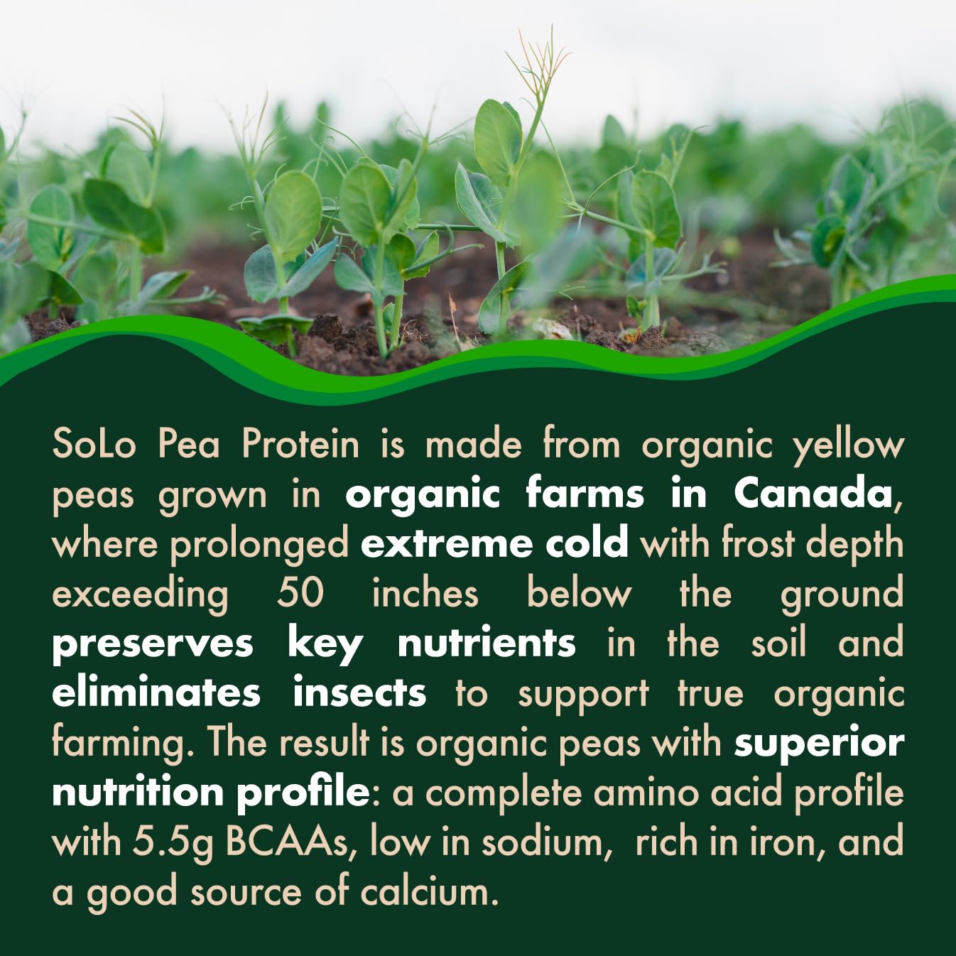 FOLONA SOLO Organic Pea Protein Isolate scoop for measured servings.