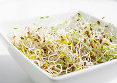 Food to Live alfalfa seeds soaking and rinsing in a jar