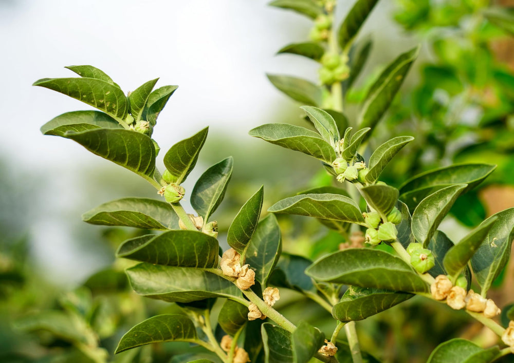 Food to Live Ashwagandha powder stored in pantry keeps freshness.
