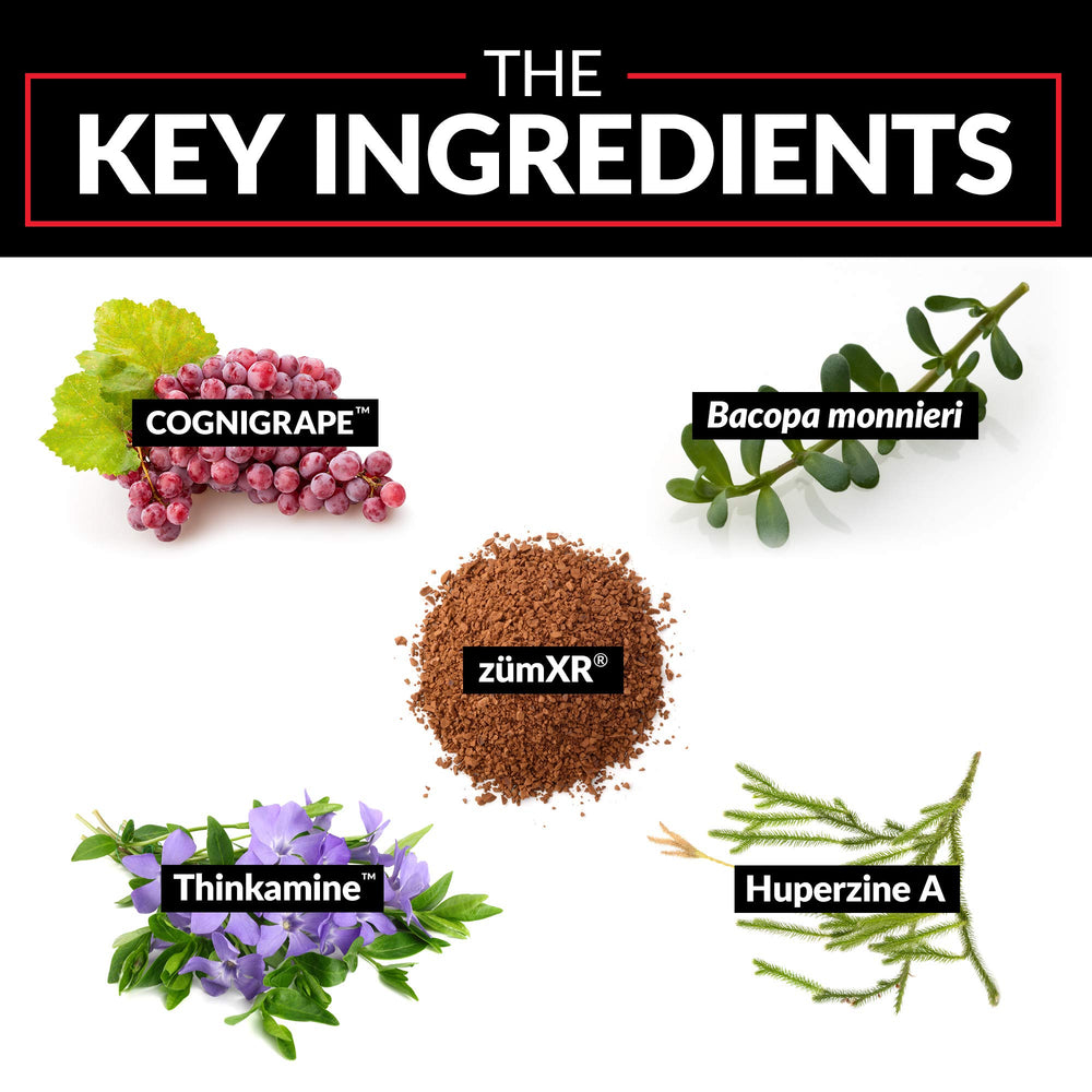 Illustration of key Forebrain ingredients working together