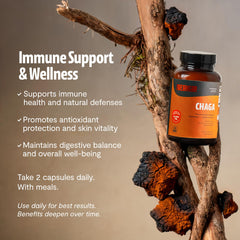FreshCap Chaga mushrooms raw form, natural whole fruiting body highlight.