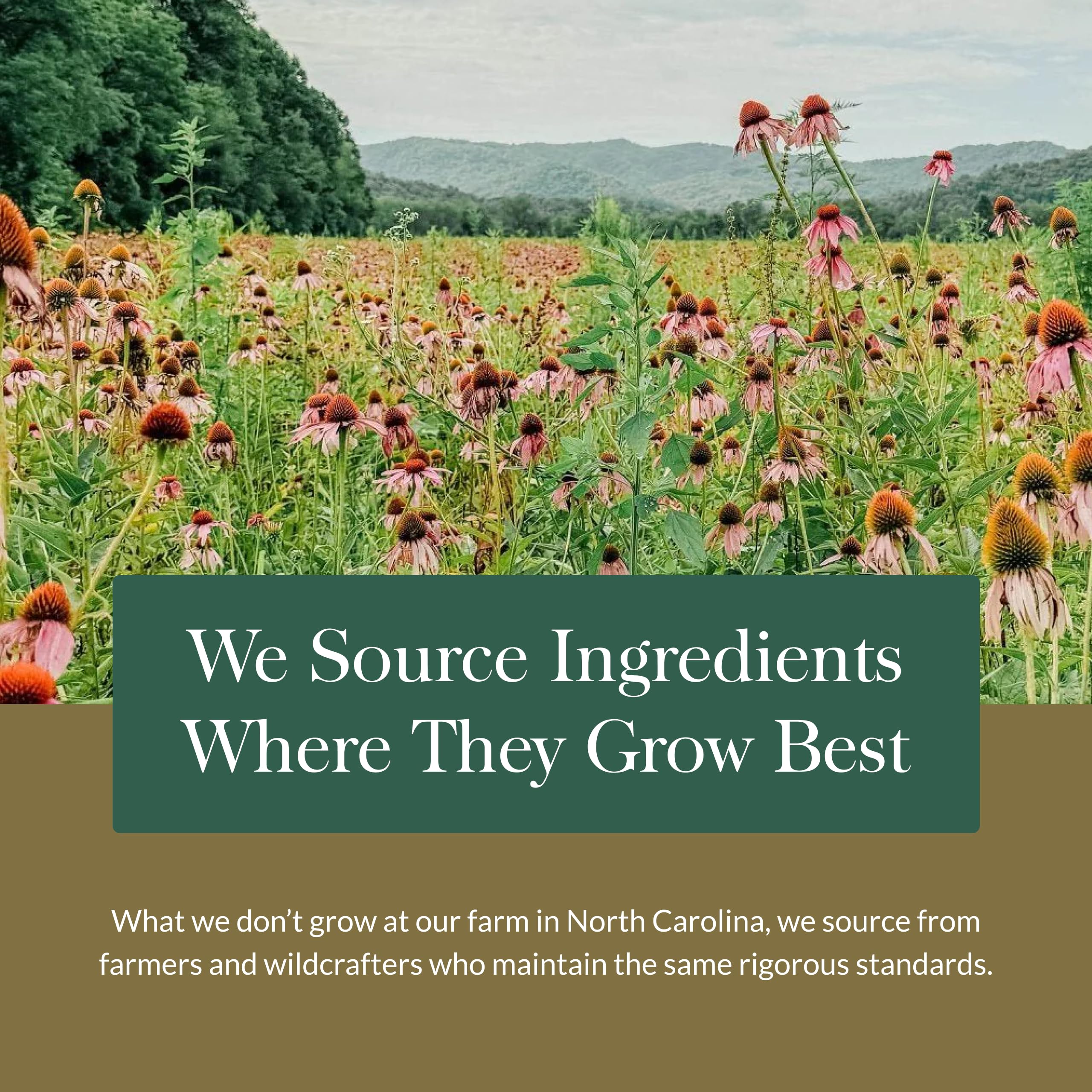 Gaia Herbs Ashwagandha usage scene suggests daily routine.
