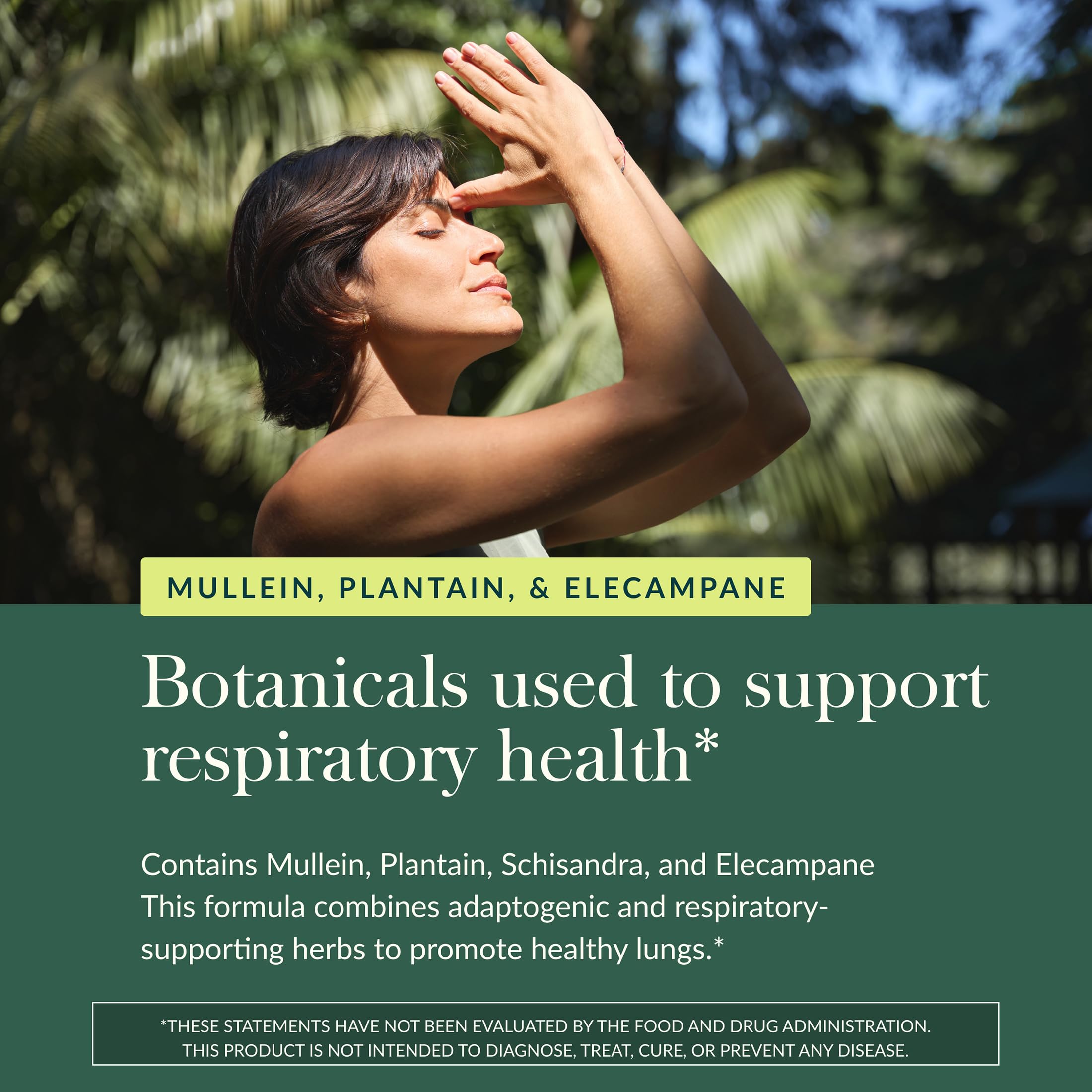 Elecampane root component in Mighty Lungs formula.