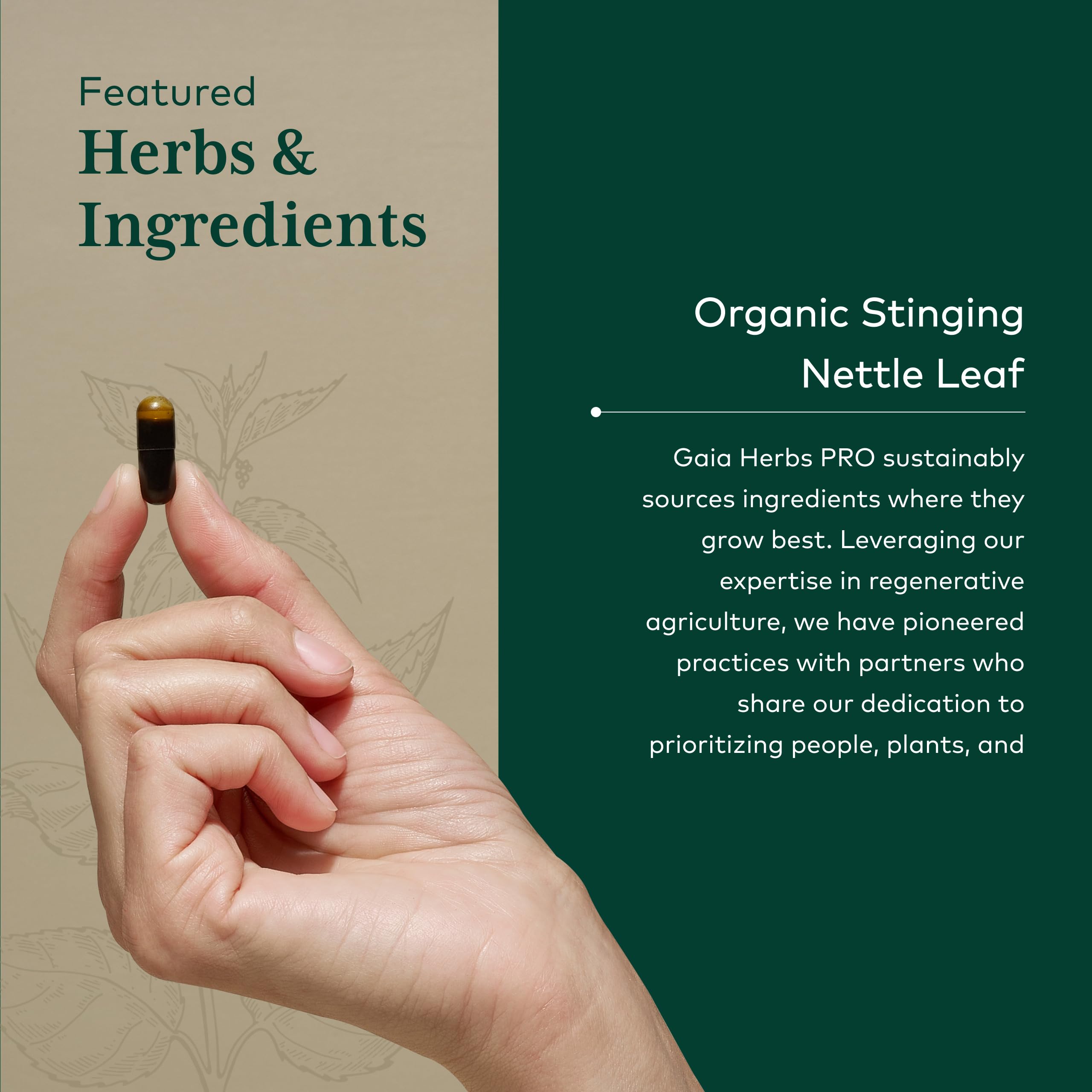 Gaia Herbs Organic nettle leaf extract shows natural color and clarity