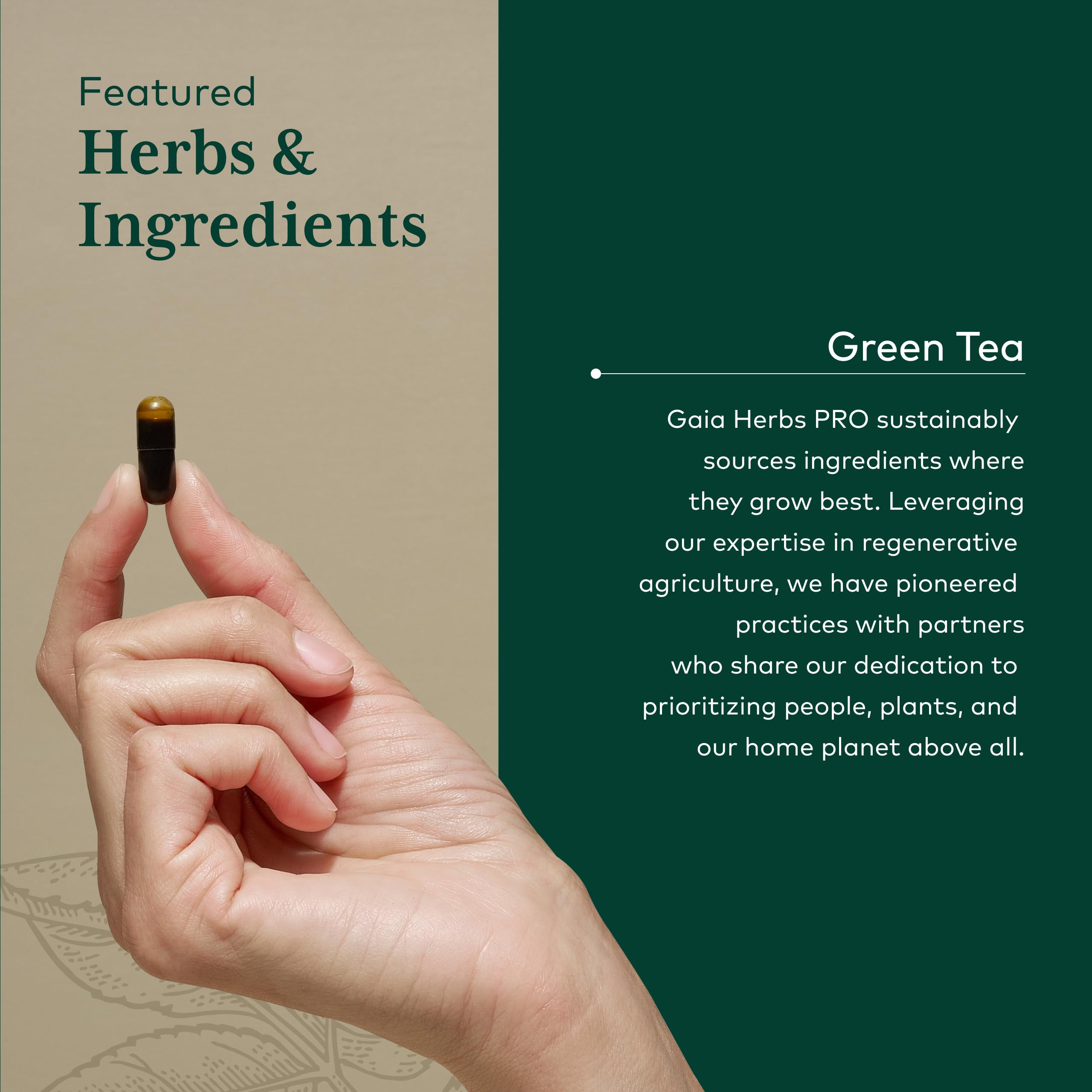 Gaia Herbs PRO green tea polyphenols close-up for antioxidant support.