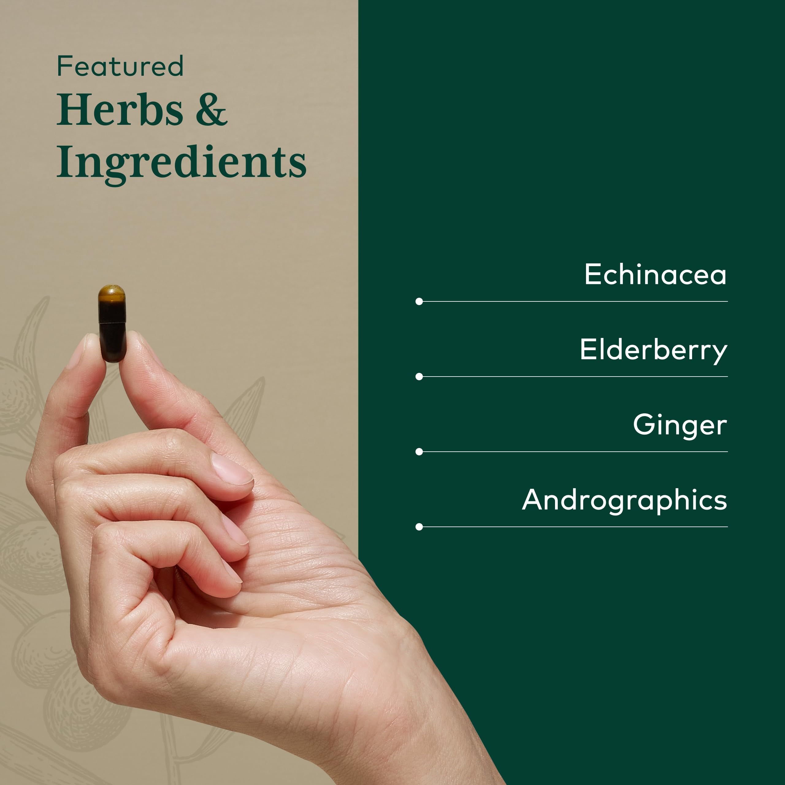 GAIA Herbs Pro Immune Activator elderberry imagery highlights natural plant-based immune support.