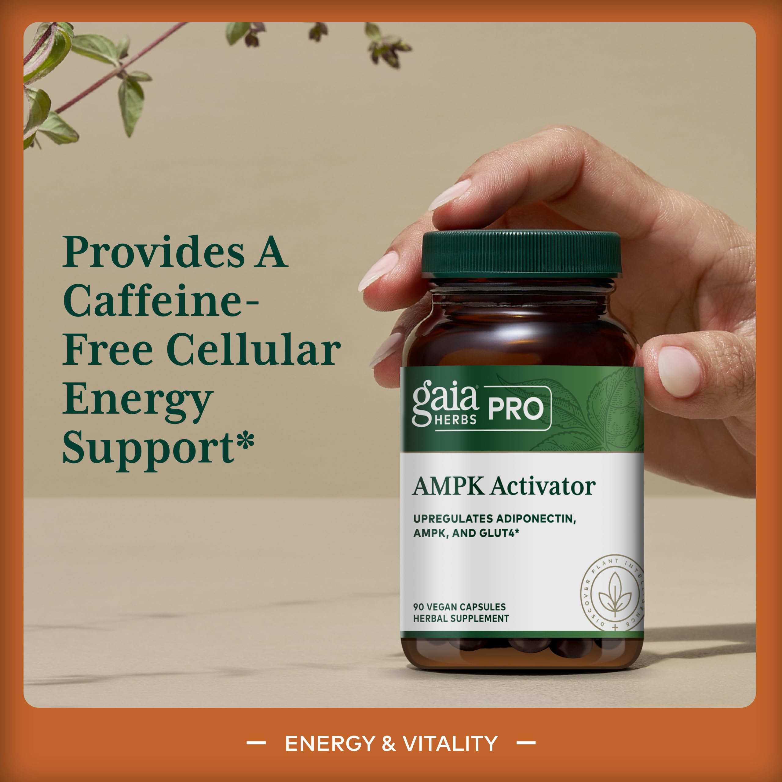 Gaia Herbs PRO AMPK Activator ingredient blend close-up highlighting astragalus and notoginseng.