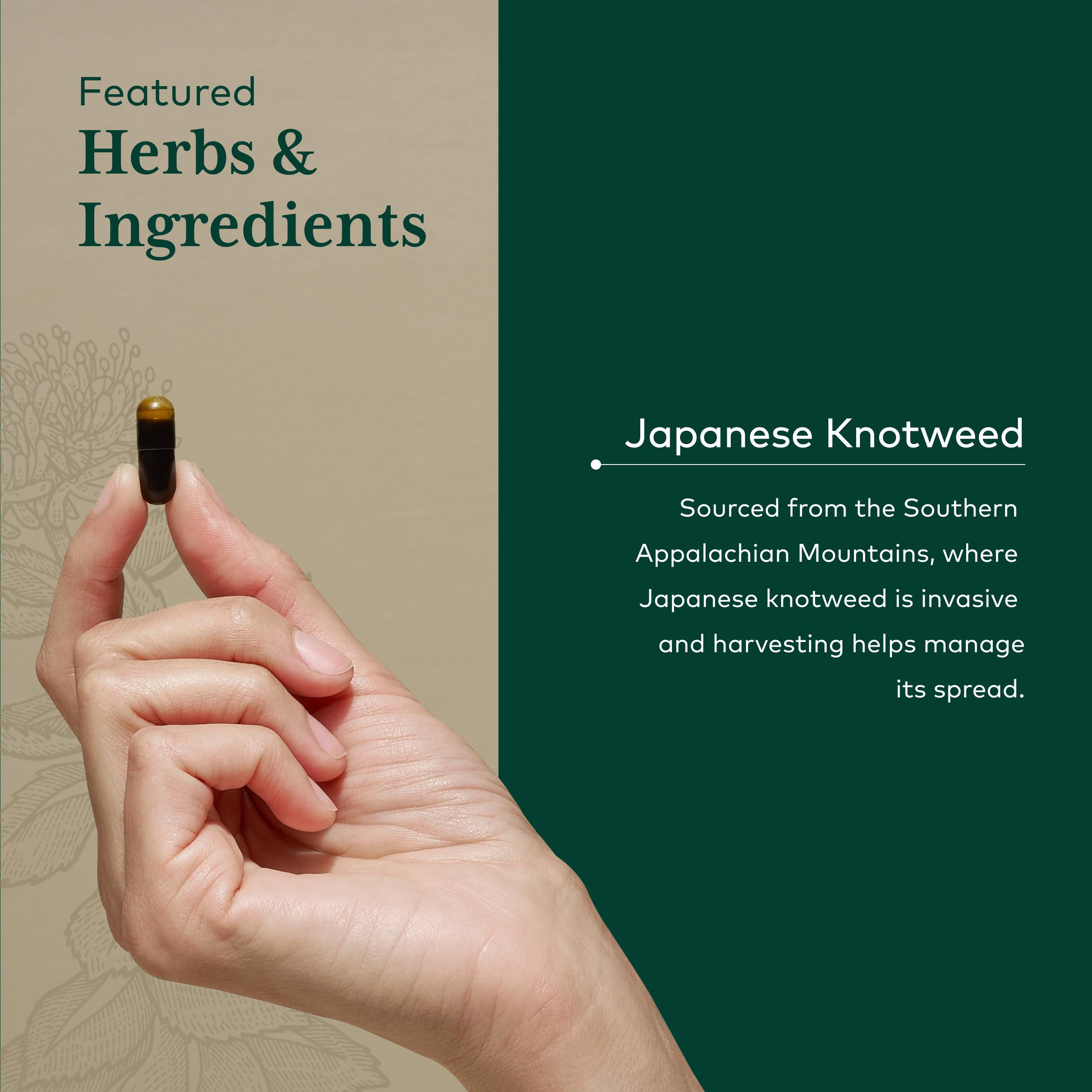 Japanese knotweed plant source indicating natural resveratrol origin