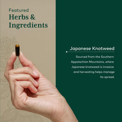 Japanese knotweed plant source indicating natural resveratrol origin