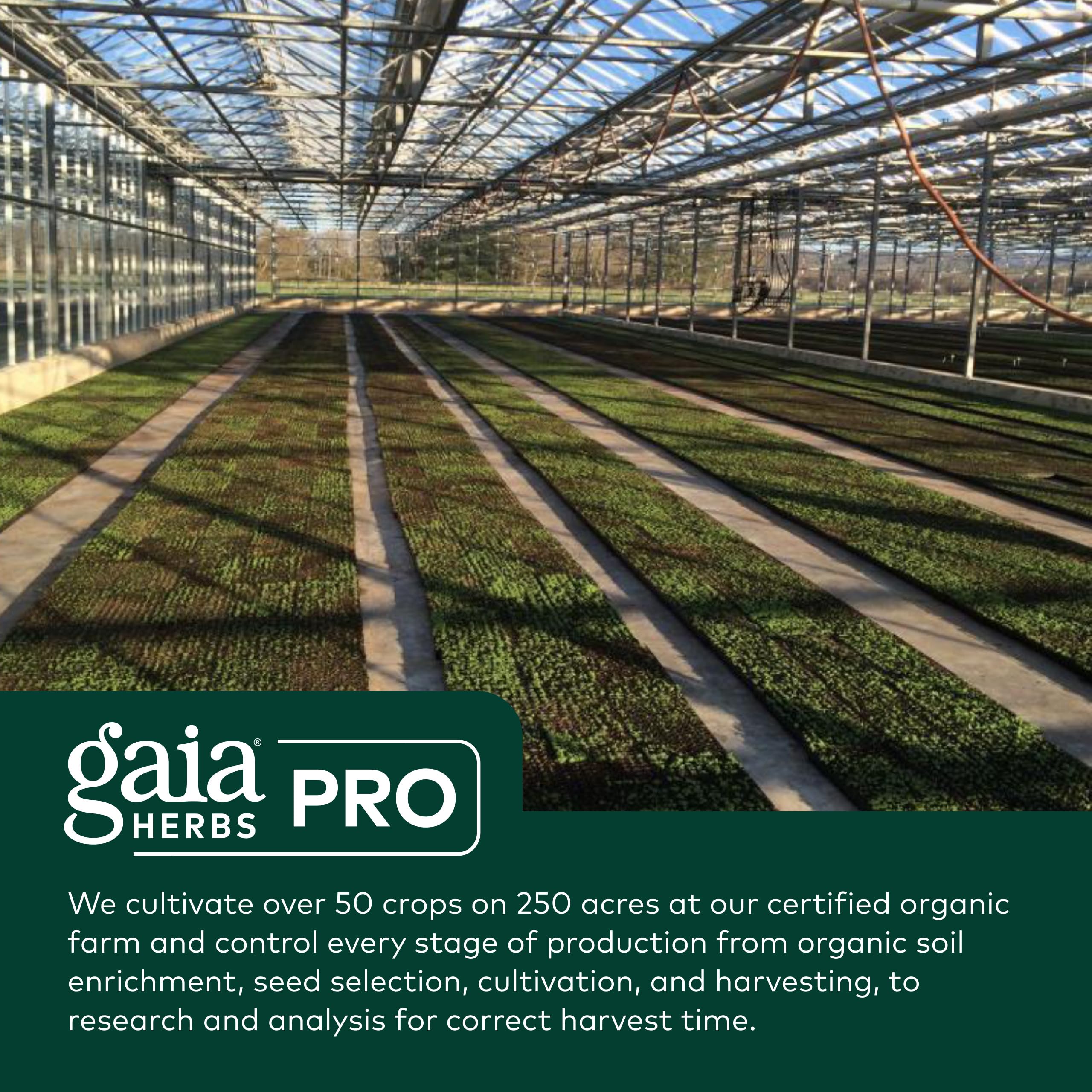 Gaia Herbs PRO vegan gluten-free soy-free icons indicating dietary compatibility.