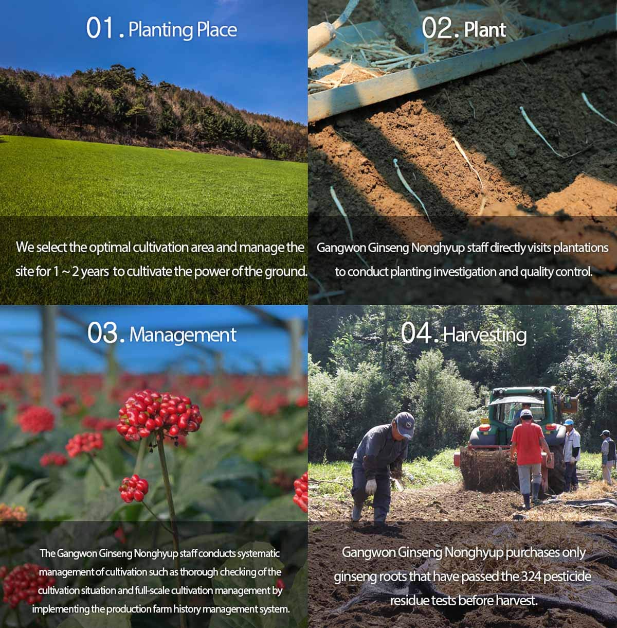 Gangwoninsam 6-year red ginseng jar showcases concentrated extract.