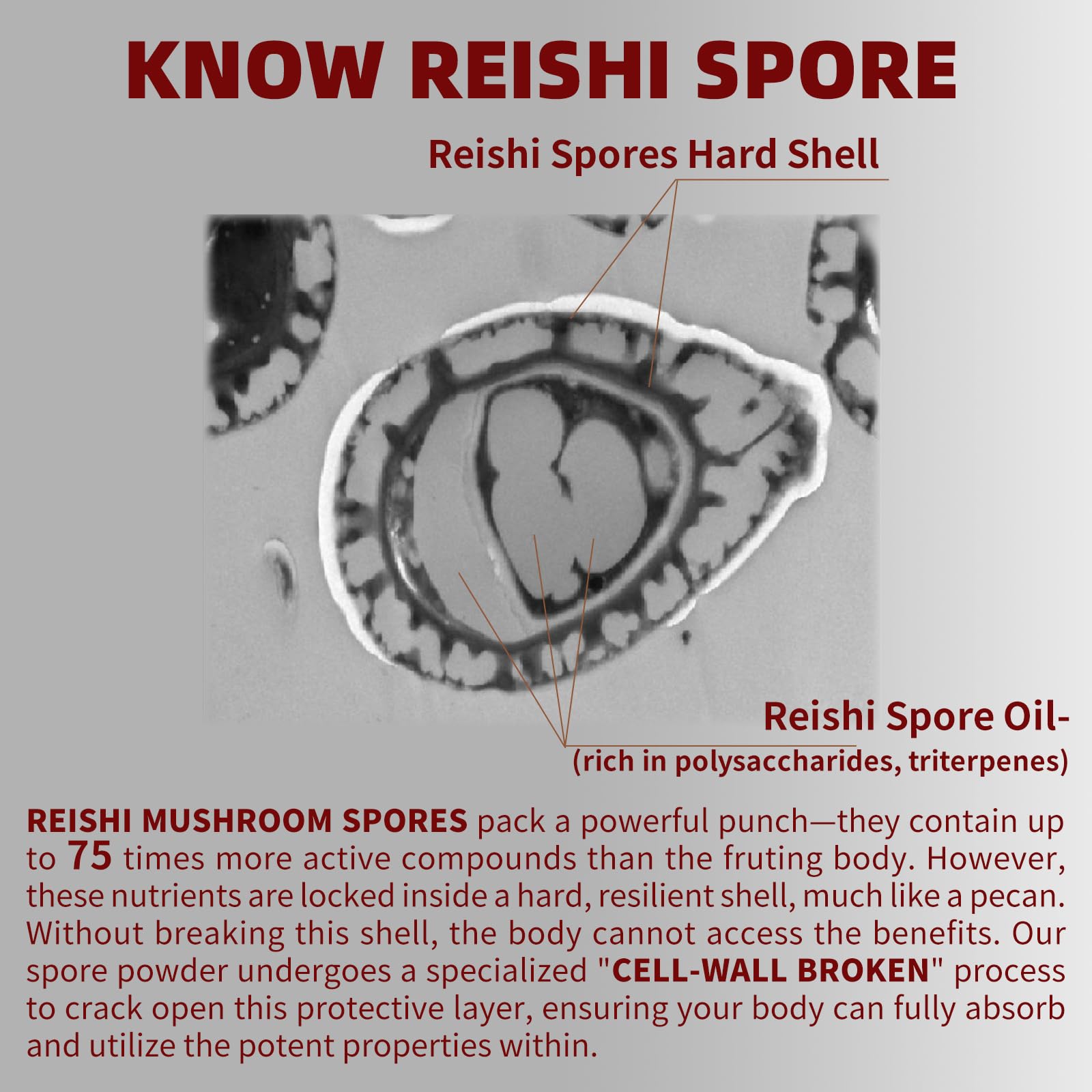 GANOHERB Reishi capsules being poured for daily use and support.