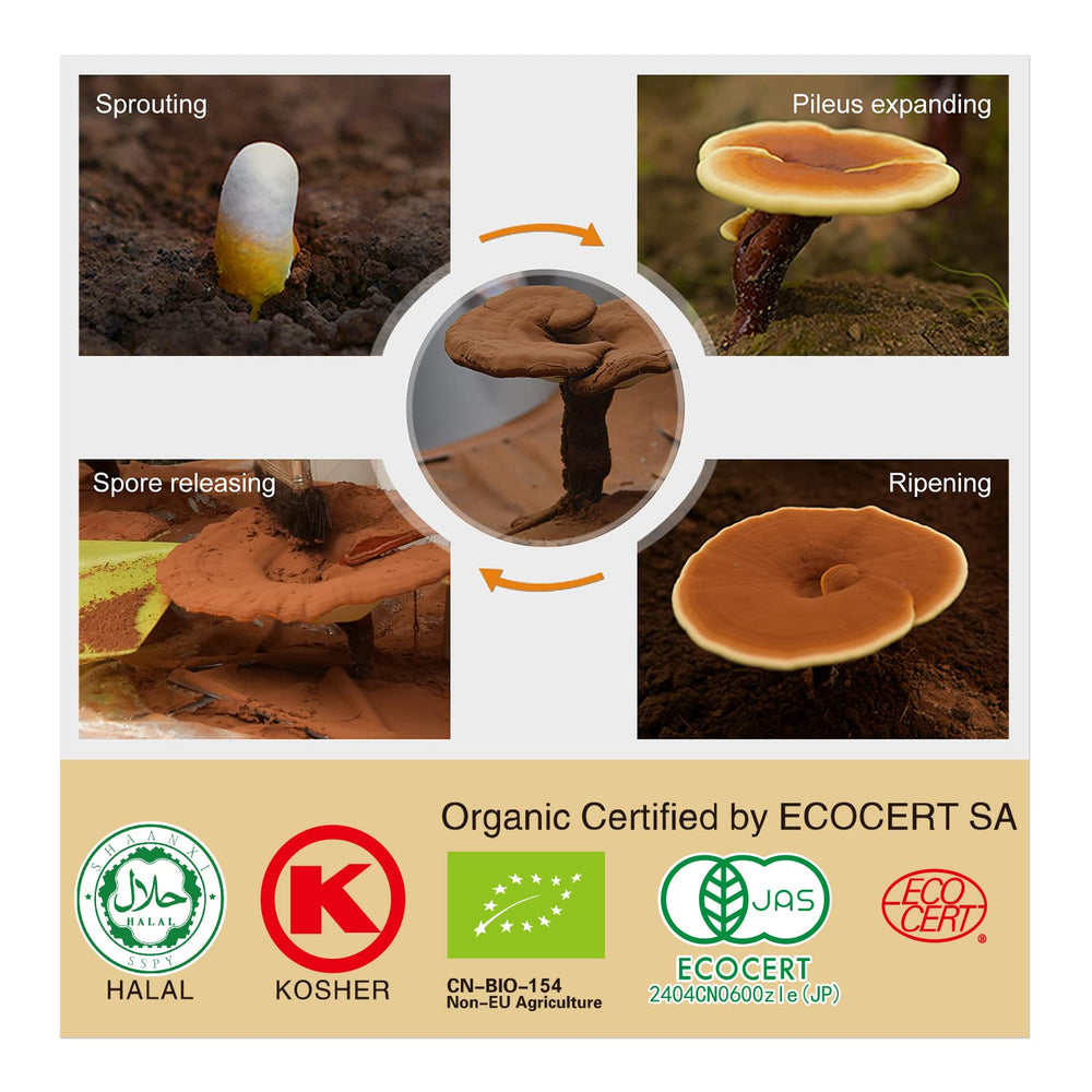 GANOHERB Reishi spore powder close-up highlights high potency ingredients.