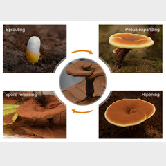 GANOHERB label confirms organic certification and clean farming.