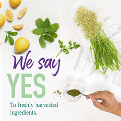 Garden of Life Raw Organic Perfect Food lemon-ginger close-up highlighting flavor and detox vibe.