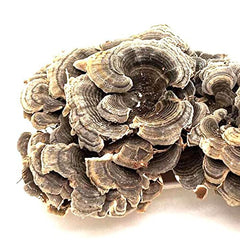 Generic Coriolus versicolor turkey-tail dried mushrooms with natural color bands