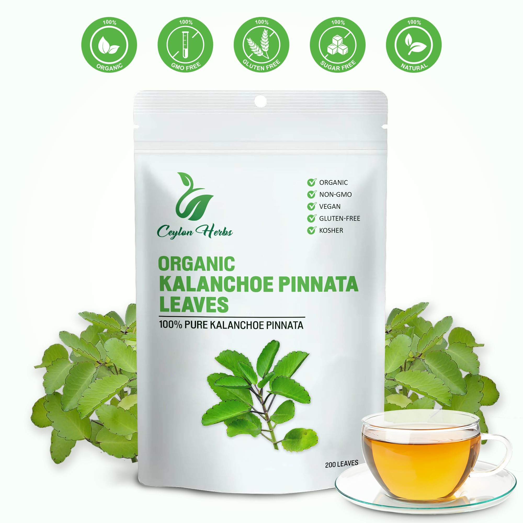 Generic Kalanchoe Pinnata leaves cleaned to preserve purity and freshness.