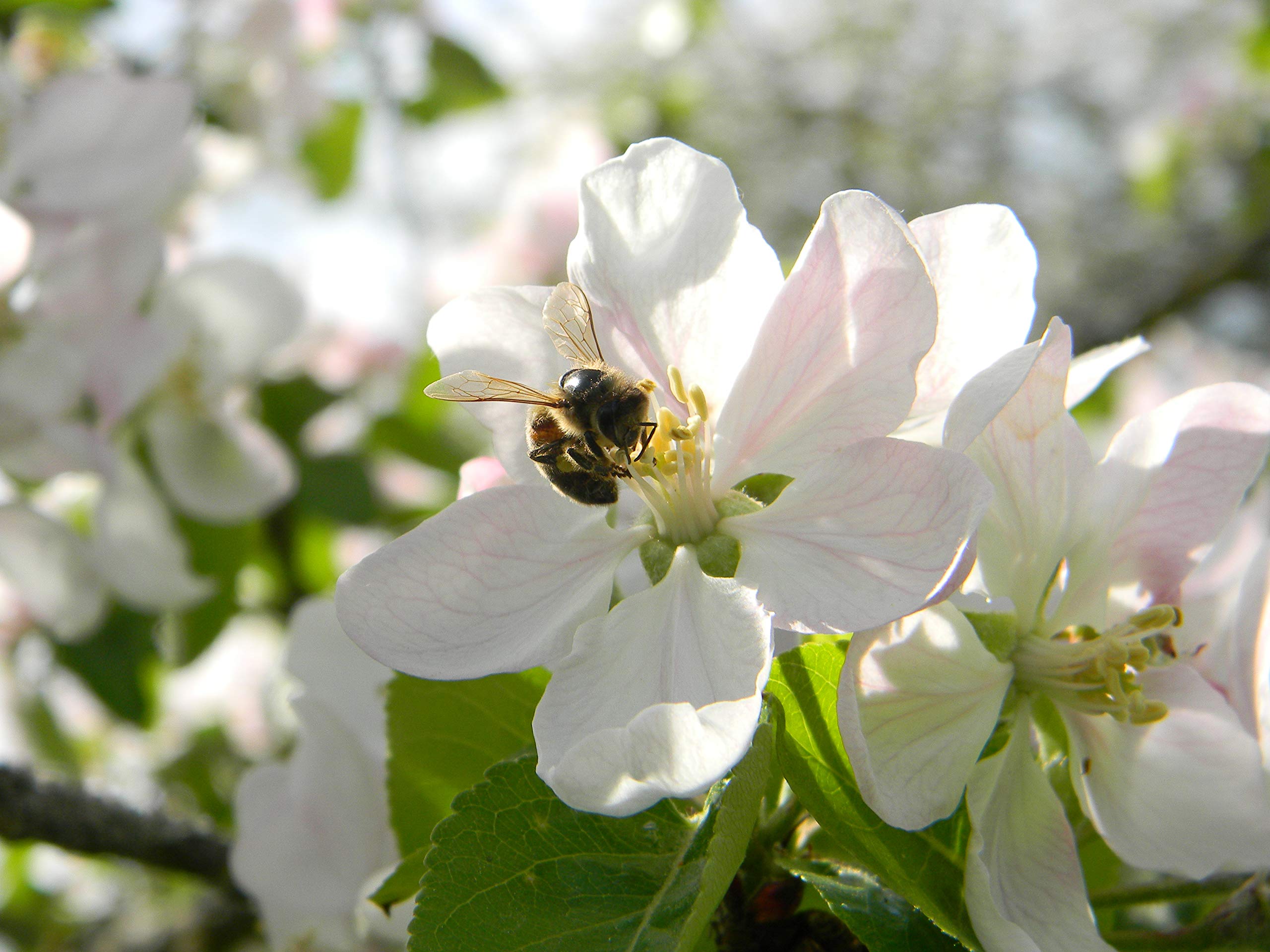 Generic Naturally fermented pollen close-up with rich aroma