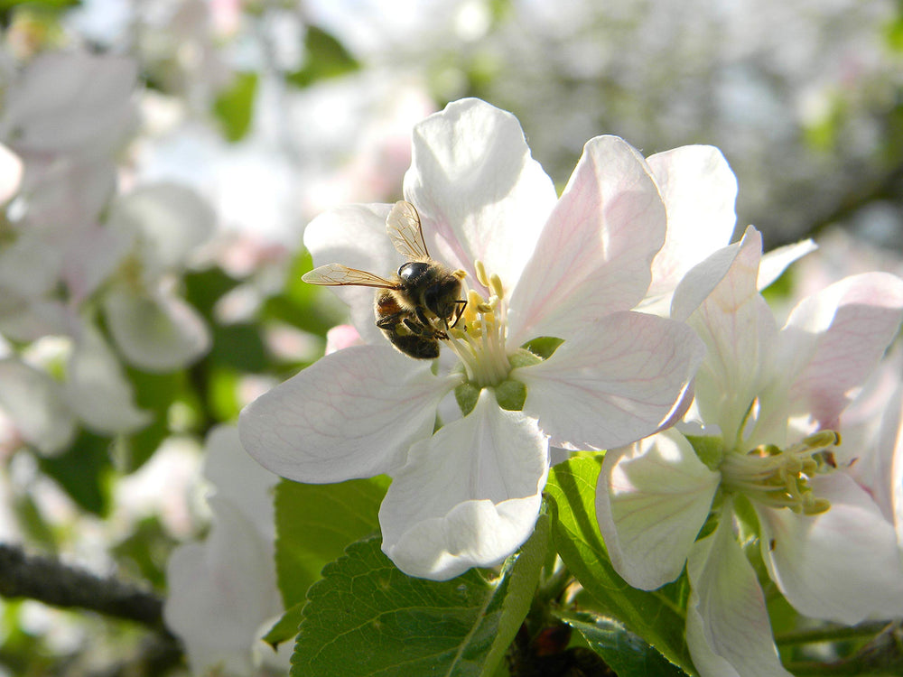 Generic Naturally fermented pollen close-up with rich aroma