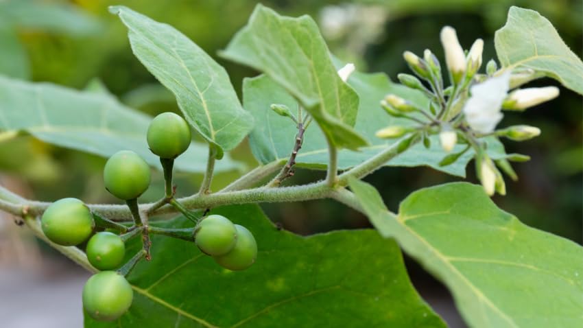 Generic Turkey Berry Leaves carefully-packaged to preserve freshness and potency.