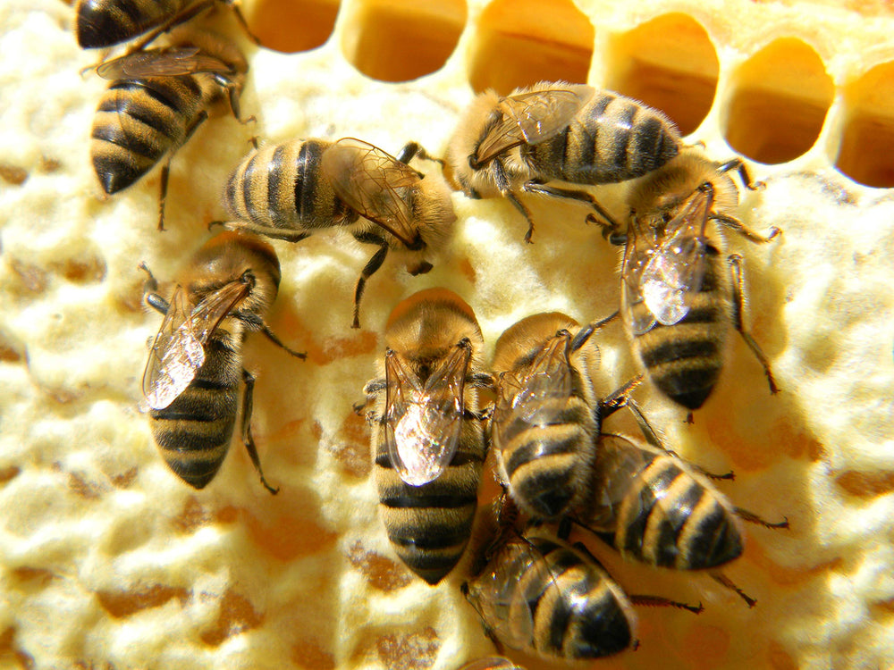 Generic Vacuum-sealed packaging detail of Bee Bread for freshness