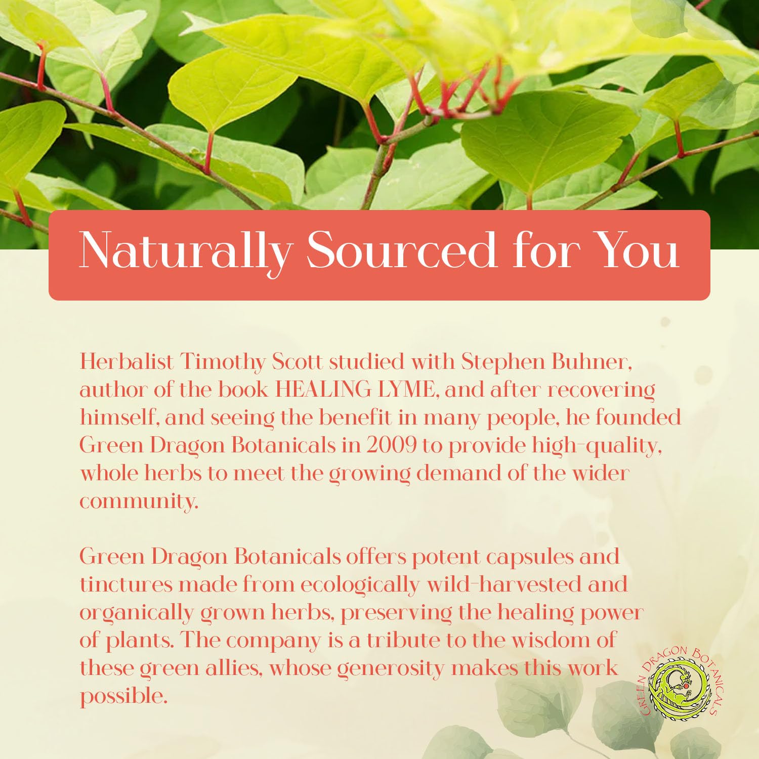 Green Dragon Botanicals gluten-free vegetarian badge on capsule packaging