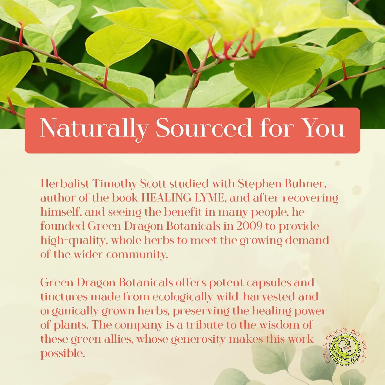 Green Dragon Botanicals LB Core ingredients close-up supports bone and brain health.