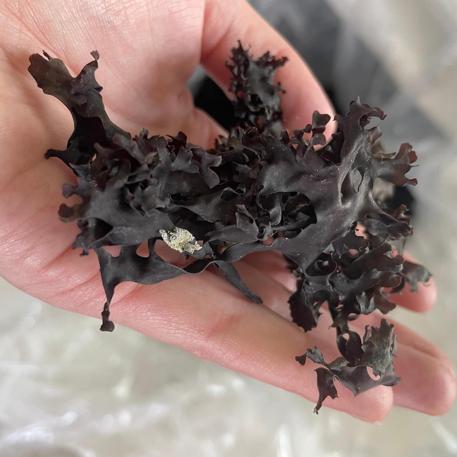Sun-dried coastal seaweed batch from Gulf of Maine for simple skin care.