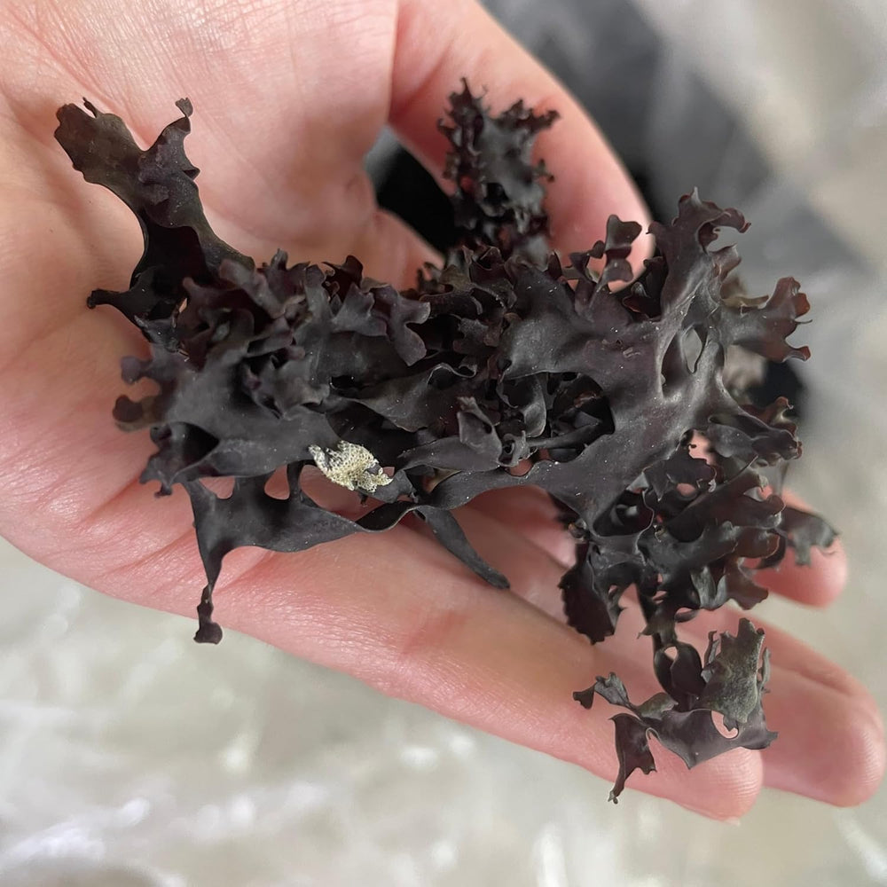 Sun-dried coastal seaweed batch from Gulf of Maine for simple skin care.