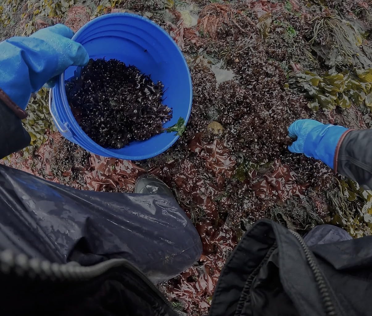 Wild-harvested Gulf of Maine sea moss fronds for routine mineral support.