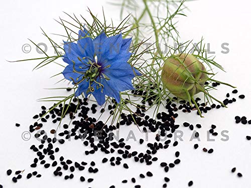 Gye Nyame Black Seed Bitters pour for enhanced beverages.