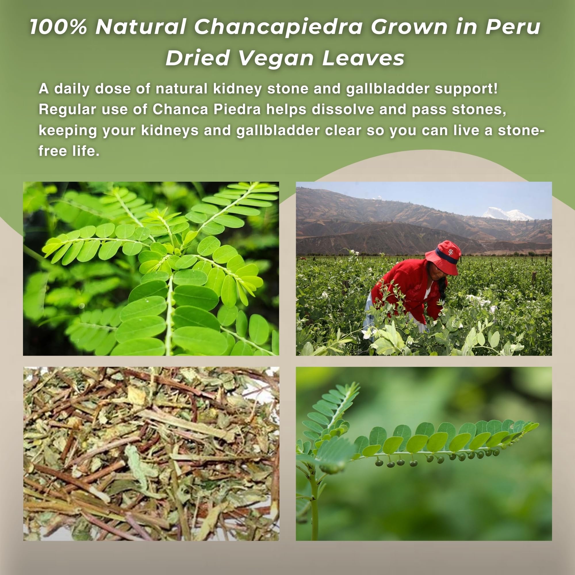 Hanan Herbal tea offers earthy aroma and mild taste.