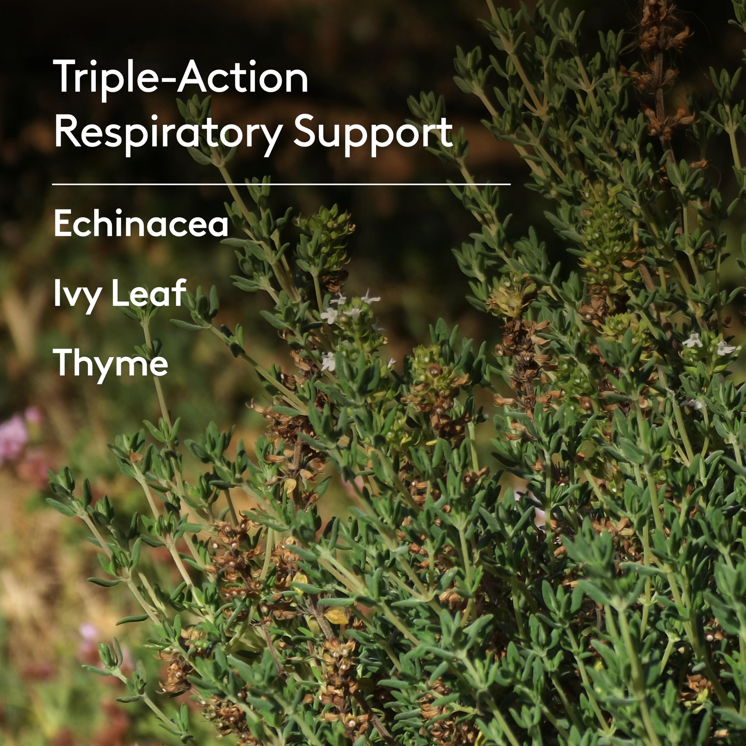 Ingredient spotlight for Harker Herbals Children's Deep Lung Support Syrup, plant-based herbs.