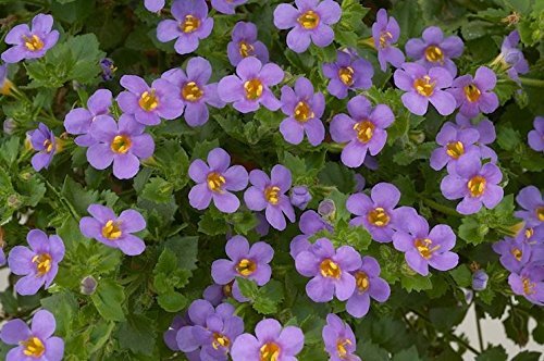 Neuropa-Bacopa ingredients image detailing non-GMO organic sourcing