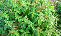 Harmony Nutraceuticals Tulsi ingredients label notes organic, non-GMO formulation.