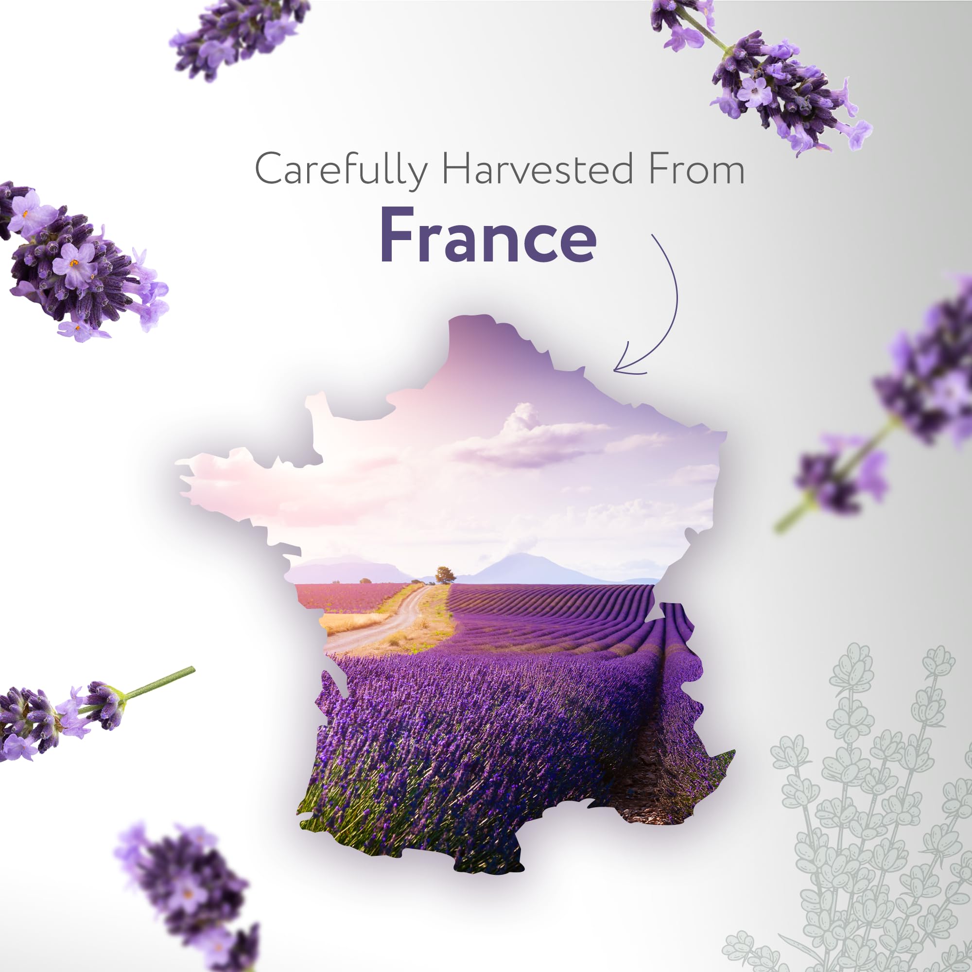 HBNO Lavender Dutch Oil pour indicates smooth flow for DIY blends