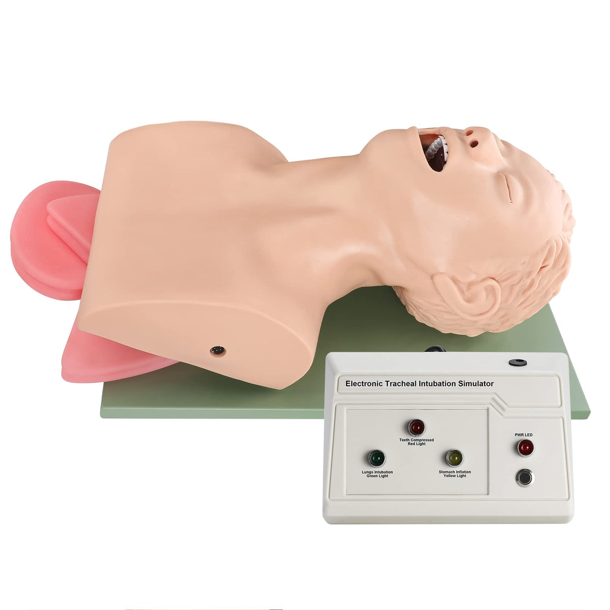 Healthible intubation model shows head, tongue, epiglottis for realistic airway training.