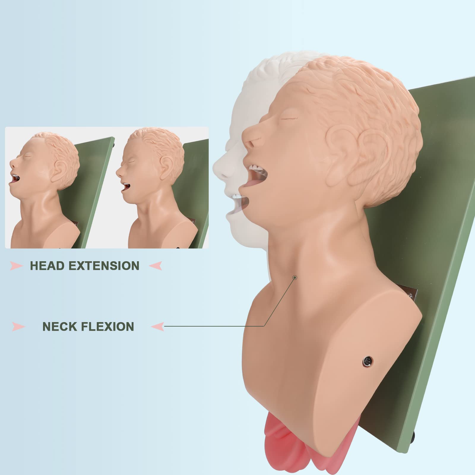 Healthible intubation model displays pharynx and larynx for visual practice during intubation.