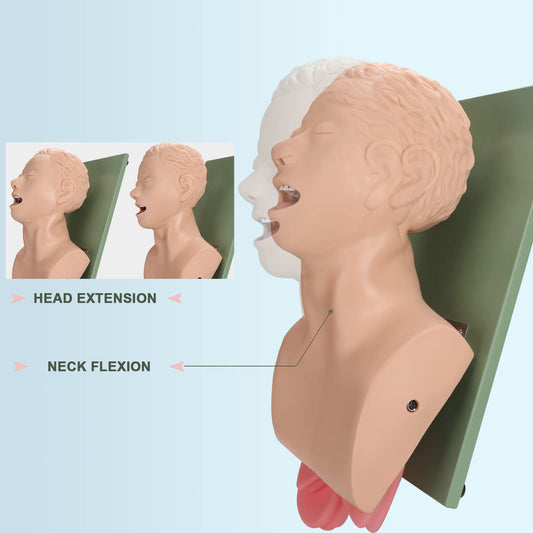 Healthible intubation model displays pharynx and larynx for visual practice during intubation.