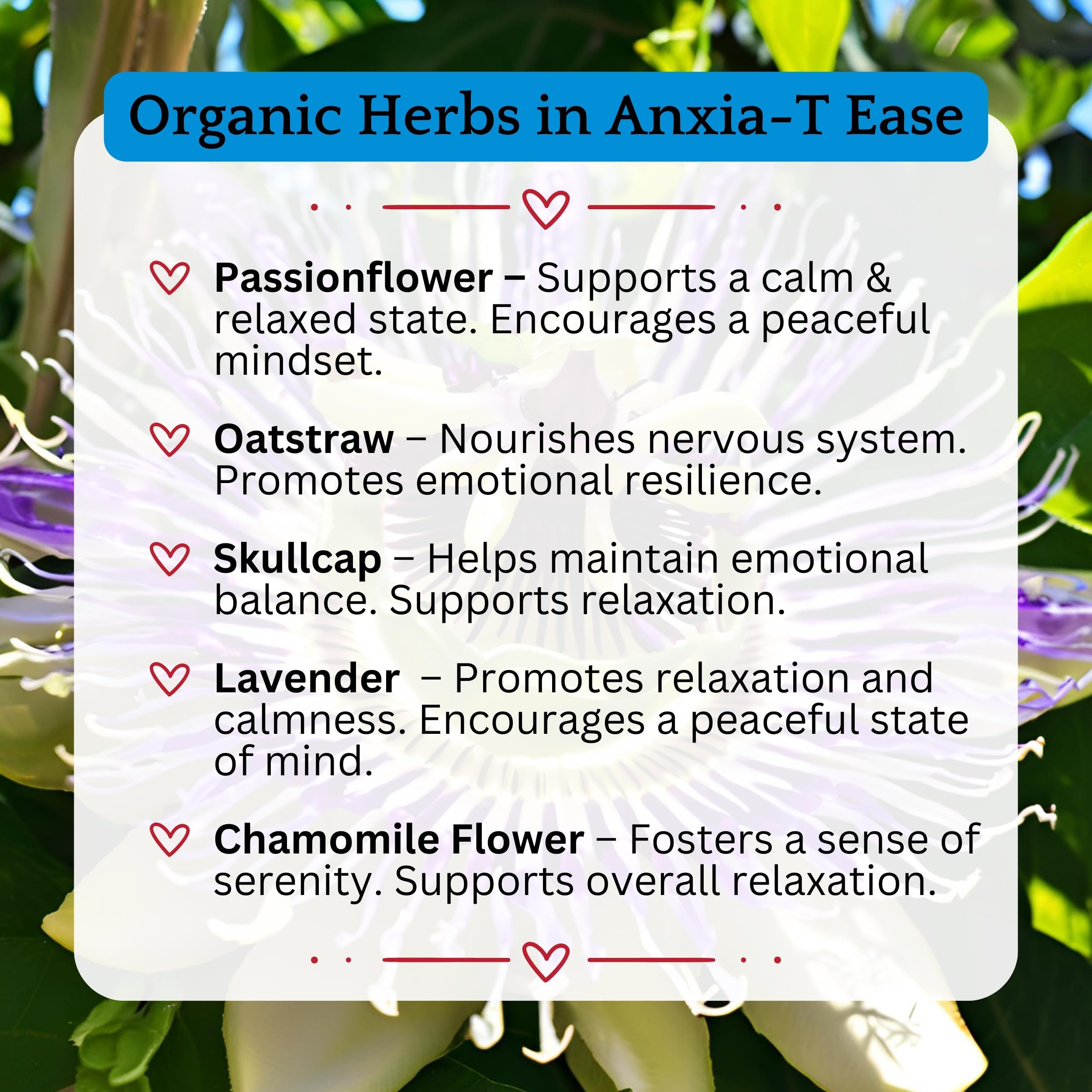 Anxia-T Ease tincture bottle with ingredients arrangement demonstrating natural, alcohol-free formula.